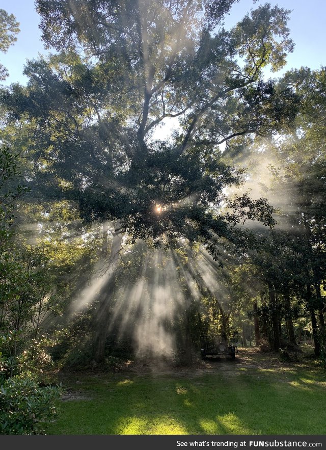 Took this earlier while I was cleaning up the backyard