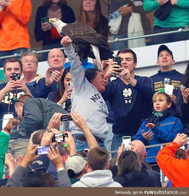 A bald eagle landing on a fan during a college football game!