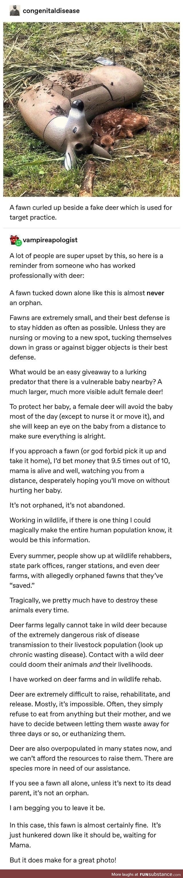 Fawns likely are just fine, and their mothers may be nearby