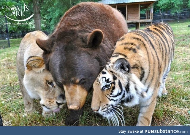 The BLT- a bear, a lion and a tiger that were rescued from the basement of a drug dealers