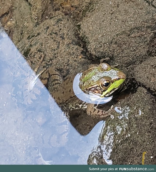 Froggo Fun #222 - Frog in Very Clear Water
