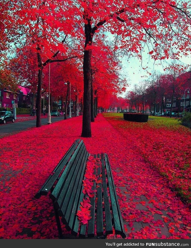Autumn in Amsterdam ????