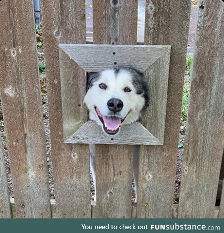 Our neighbor added a spot in his fence so his dog can say hi to us!!!!