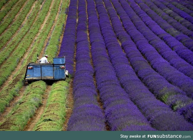 Harvesting lavender seems like a pretty great job