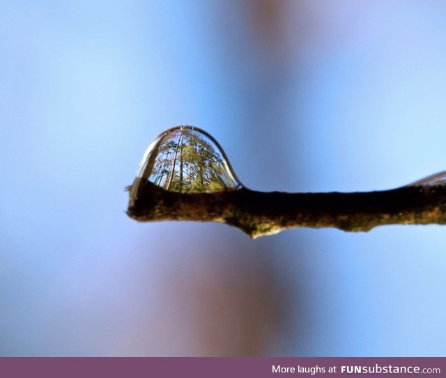 A forest in a single drop of rain