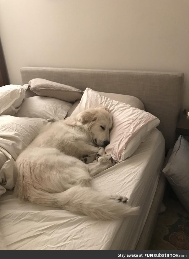 Forget bed bugs, I have a bed hog problem