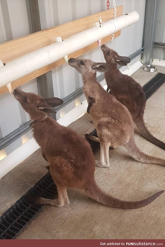 Caring for injured and orphaned kangaroos after the Australian bushfires