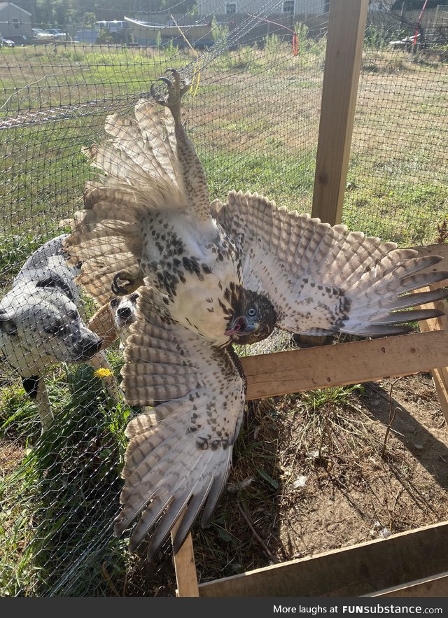 Derpy hawk gets caught breaking into coop and killing chickens