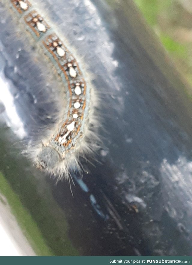 This caterpillar is wearing an ugly Christmas sweater with little penguins on it