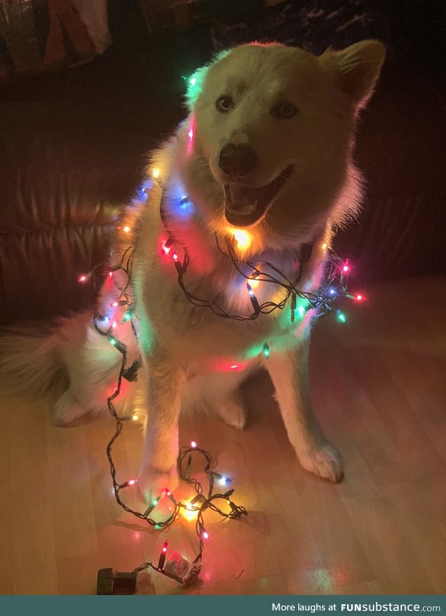 My Christmas tree this year won’t stop barking