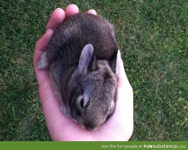 Saved a baby bunny today.