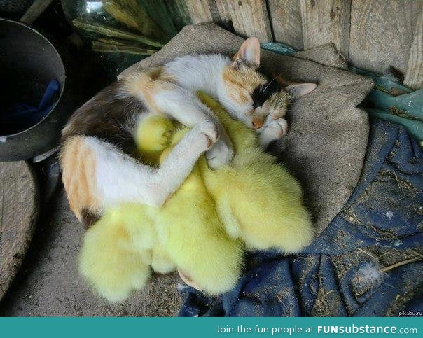 She is very protective of her ducklings