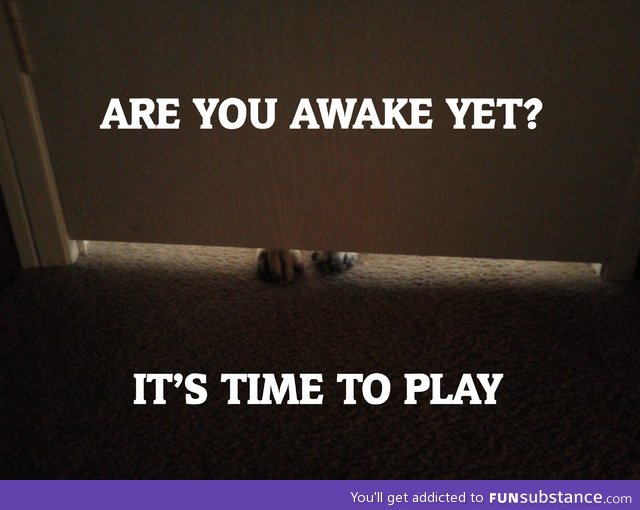 Overly attached dog