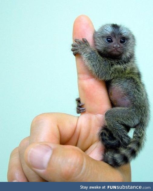 Pygmy Marmoset is the worlds smallest monkey