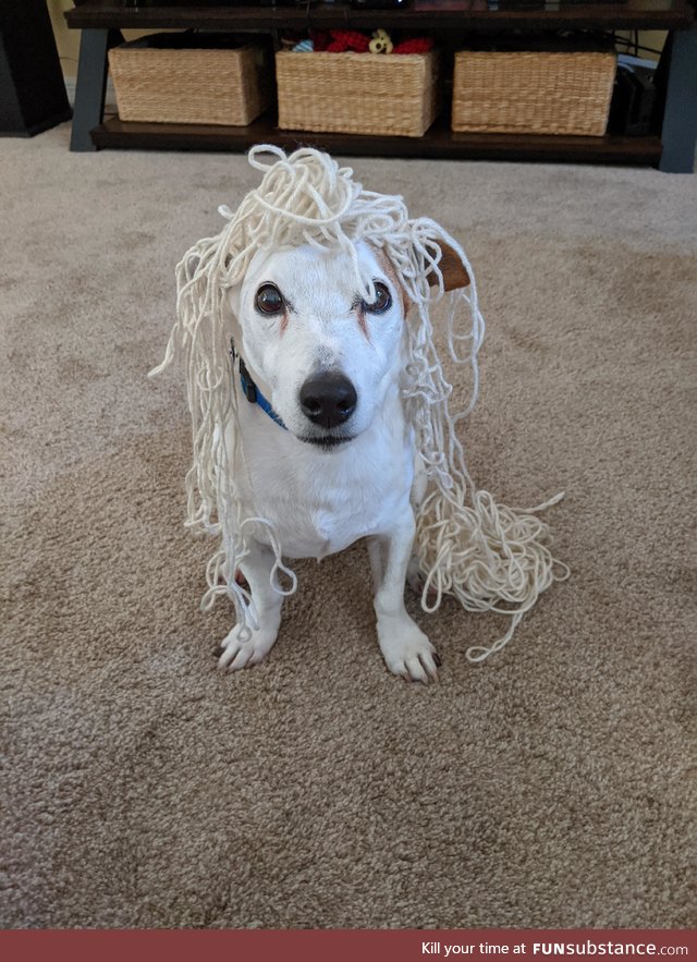 Yarn thief. Fletch likes to steal my yarn. So I made him wear it. He doesn't care. I love
