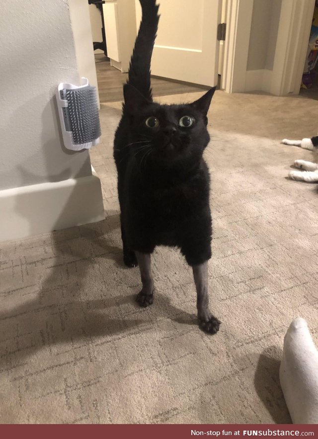 Lil dude had to get shaved for surgery