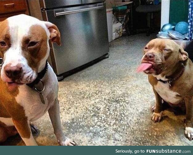 The only kind of dog fight I can appreciate