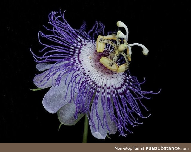 Macro shot of a Passionflower