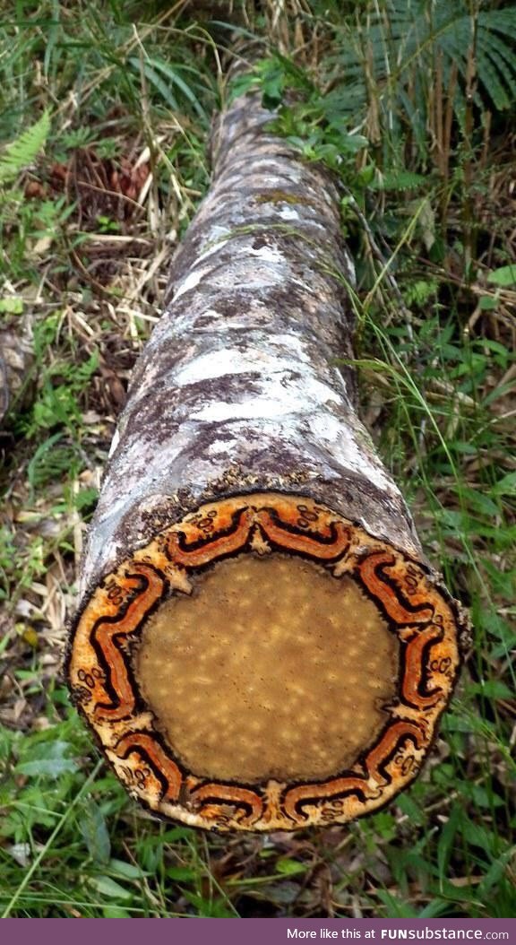 Tree Fern Trunk (by Okinawa Soba, link in description, Cyathea lepifera)