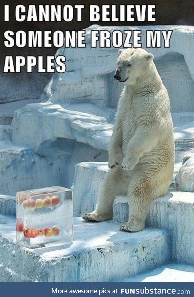 White bear is best