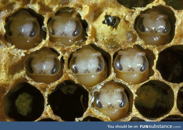 Baby bees