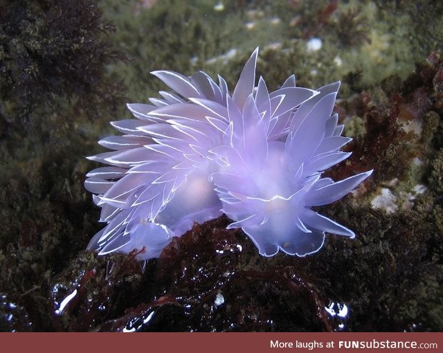 This otherworldly sea slug