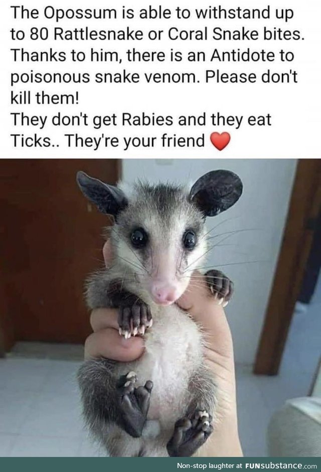 Opossums are friends, not food