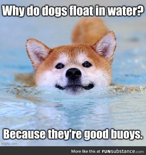 Dogs are cool