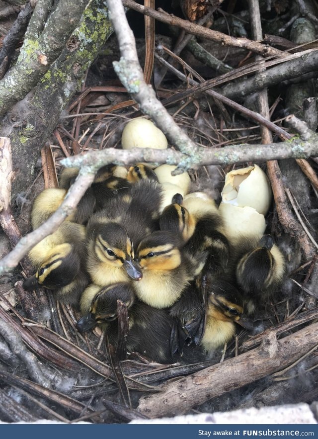 Duck made a nest in my fire pit, they finally hatched