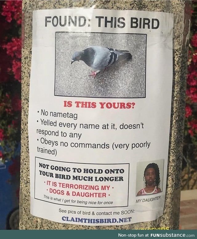 Anyone know if pigeon wizard is still around?