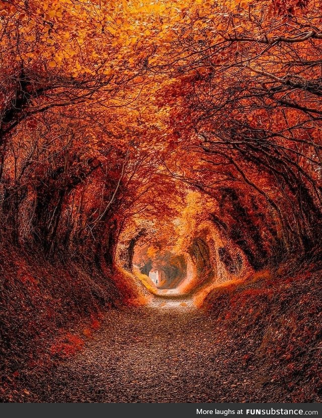 Enjoy a beautiful autumn day on the Roman Road in the city of Chichester ????????! One of