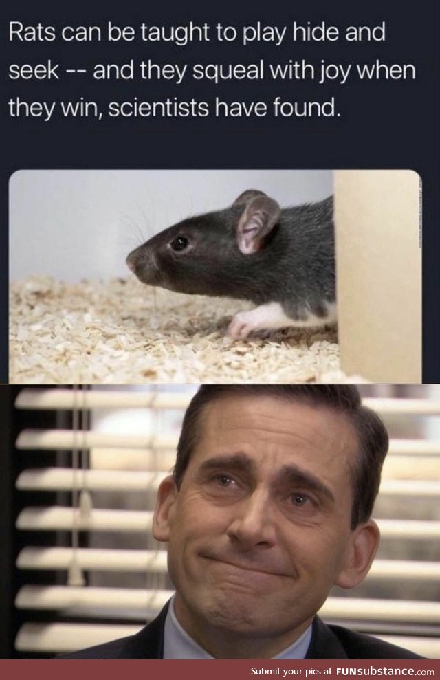 Rats Play Hide and Squeak
