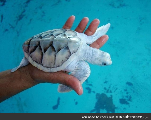 Reallife shiny pokemon