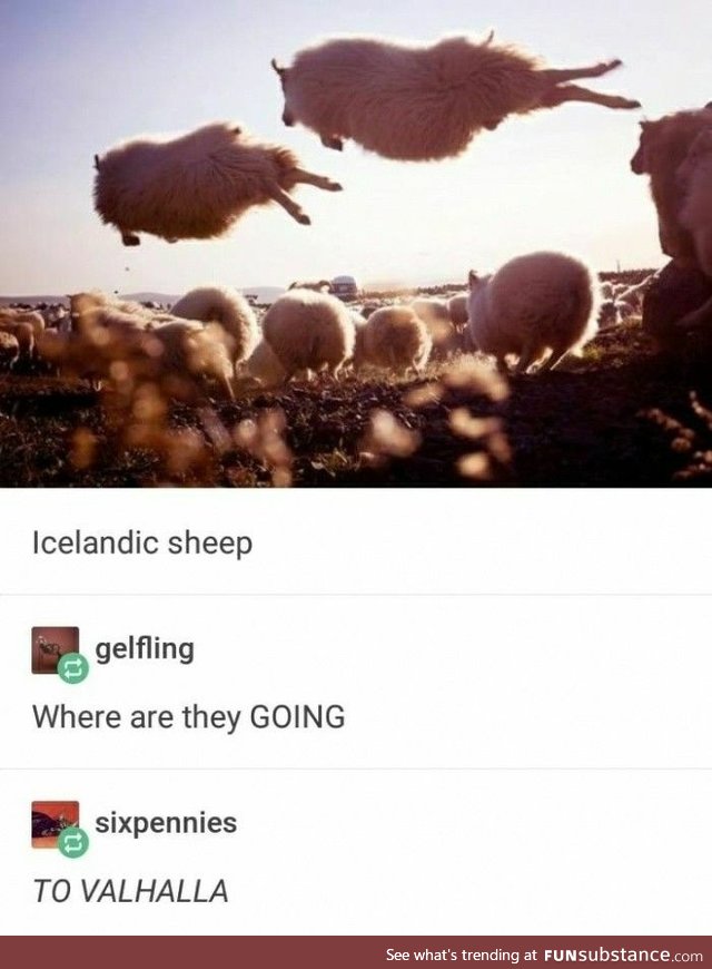 Icelandic Sheep