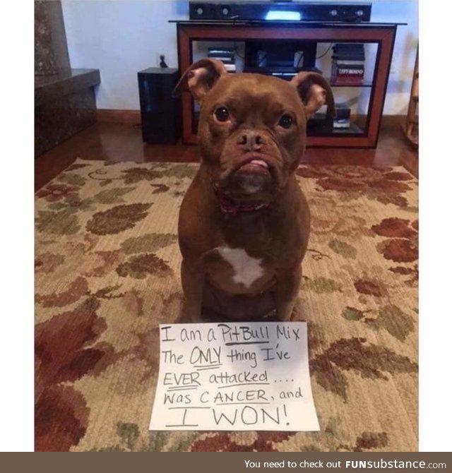 Carry on, good boy