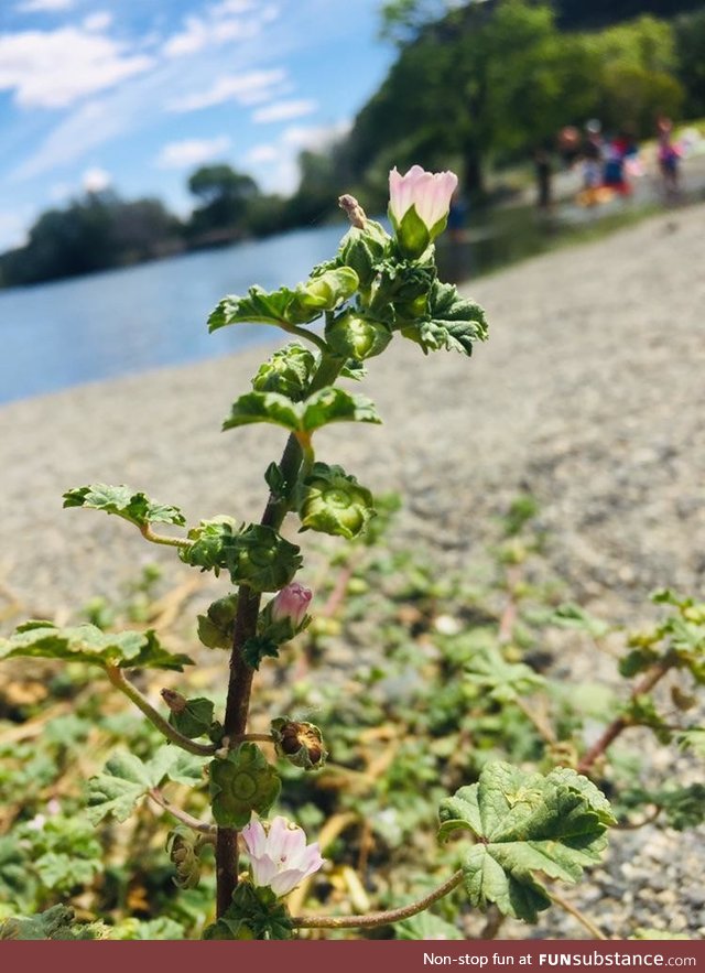 I am an 11 y/o and I like taking photos on my phone and this one is one of my favorites