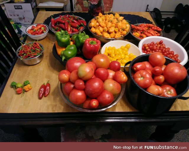 Nice little harvest from our garden yesterday!
