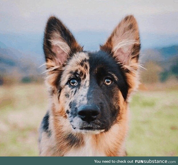 Australian/german shepherd mix