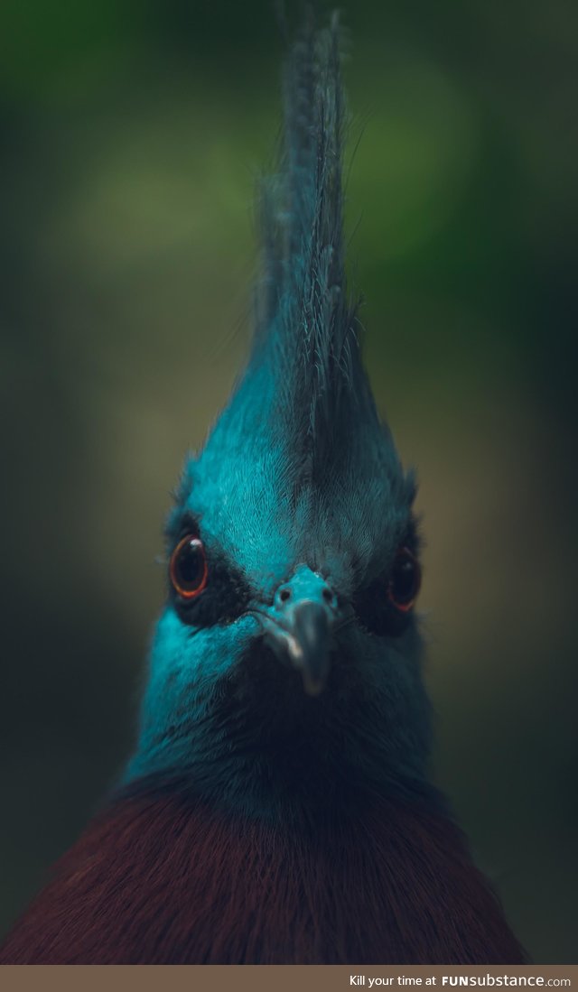 ZOO Copenhagen shots from today
