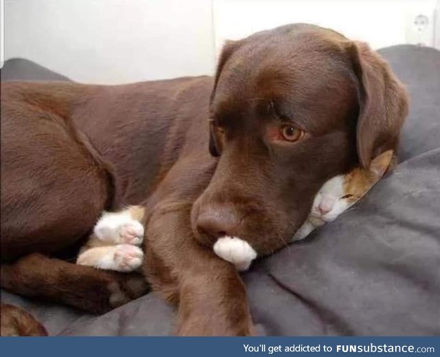 No I haven't seen the cat!