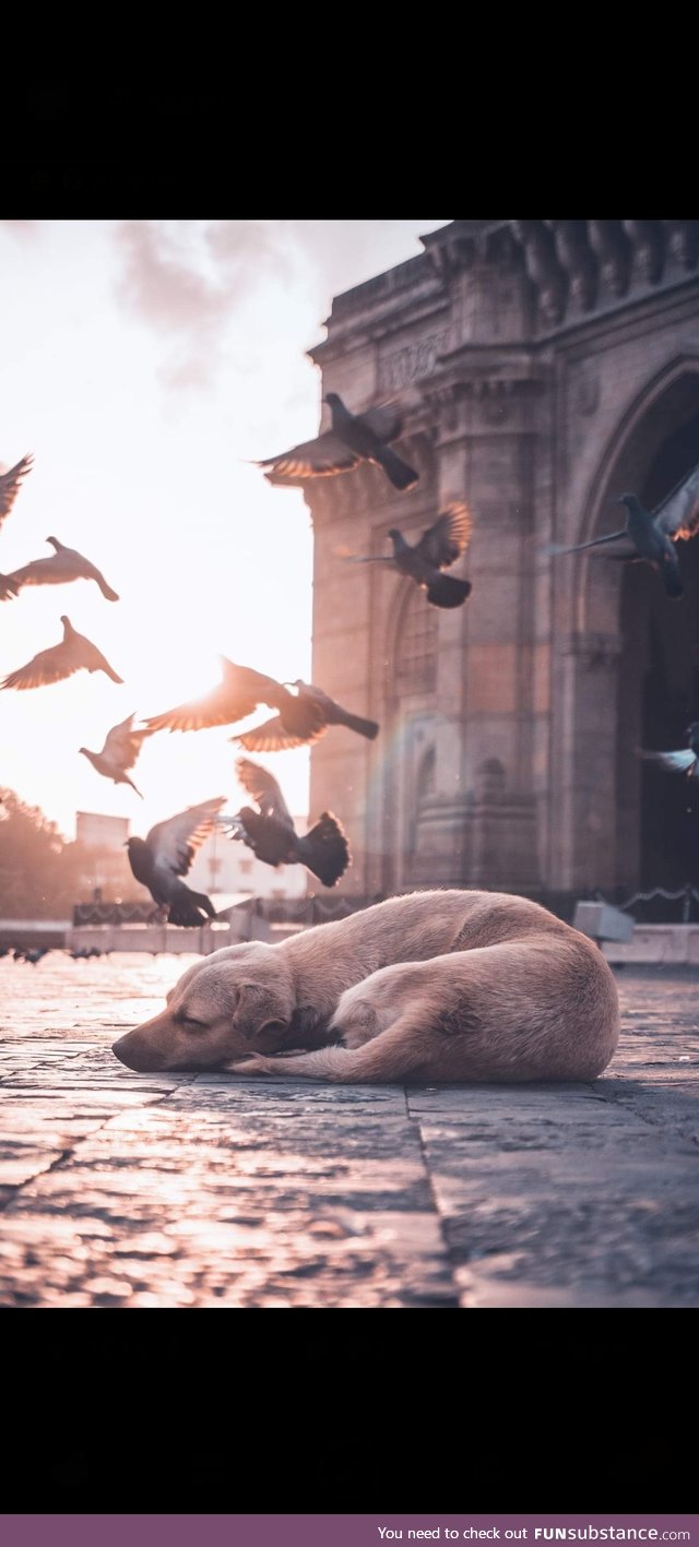 (Not mine) A Sleeping dog in Mumbai (India)