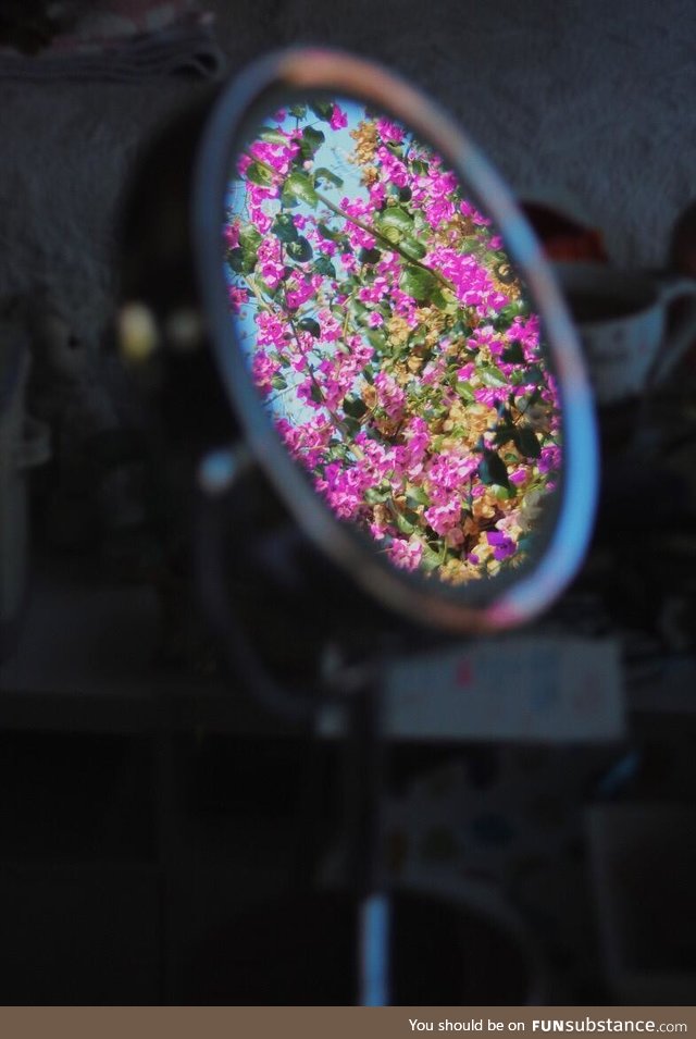 My girlfriend took this pic in her room. Reflection of bougainvillea flowers at her window