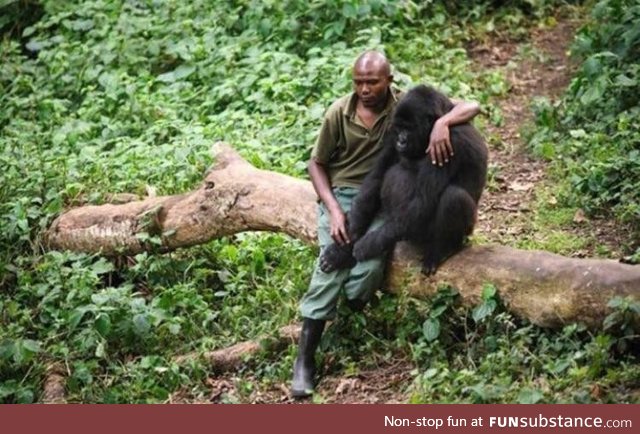 Park ranger comforts gorilla after it lost its mother. Gorilla understands the rangers