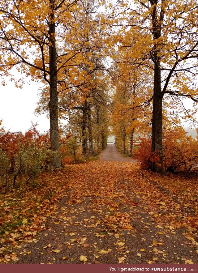 Autumnal driveway in Finland