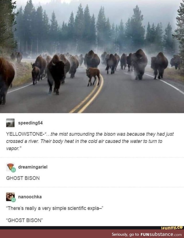 The Specter of bison