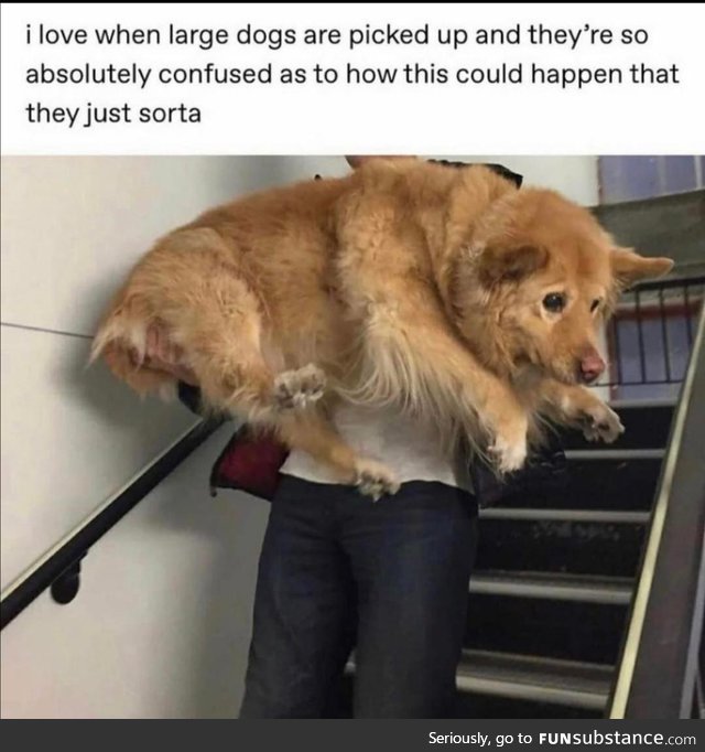 Is this a flying?! *concern*