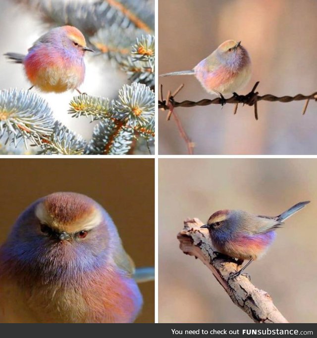 The beautiful, however unfriendly, white-browed tit-warbler
