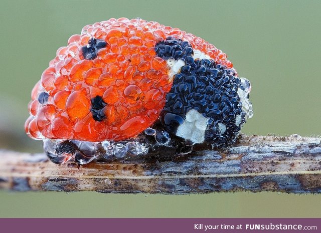 Ladybug covered in dew