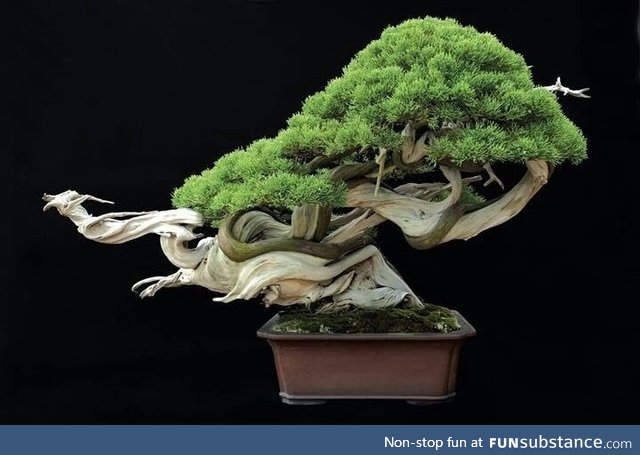 "Flying Dragon" by Bonsai Artist Masahiko Kimura