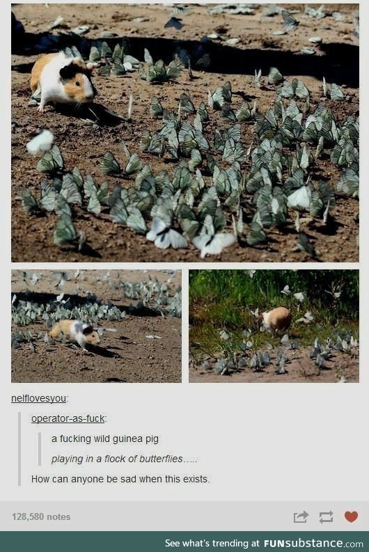 Guinea Pig Playing With Butterflies